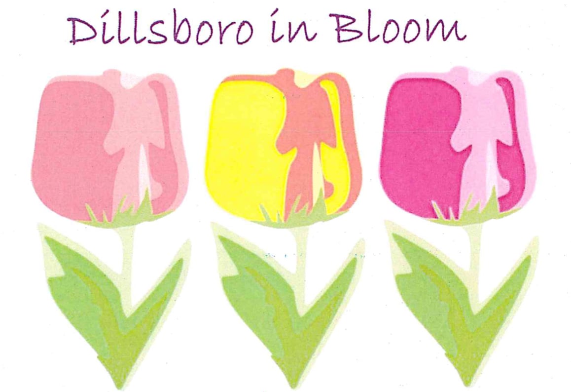 dillsobor in bloom
